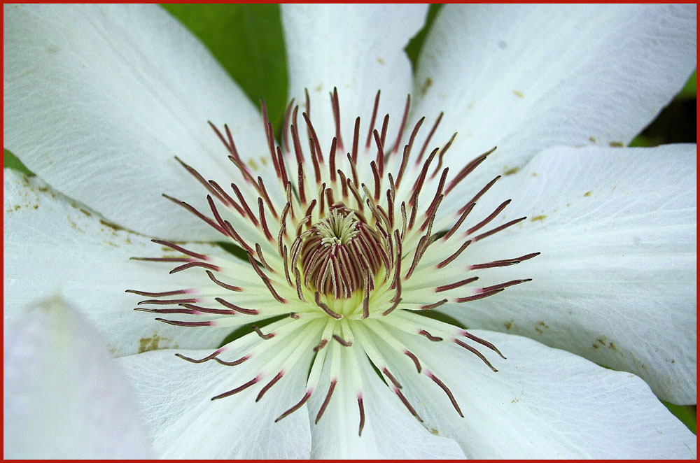 Clematis