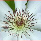 Clematis