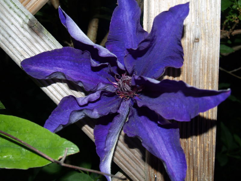 Clematis