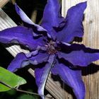 Clematis