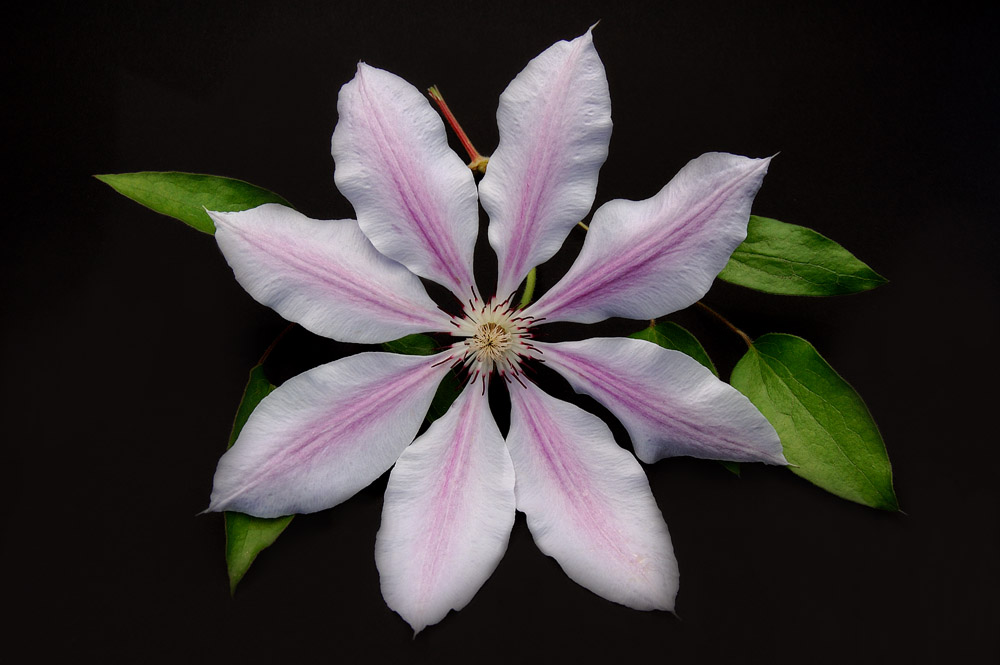 Clematis