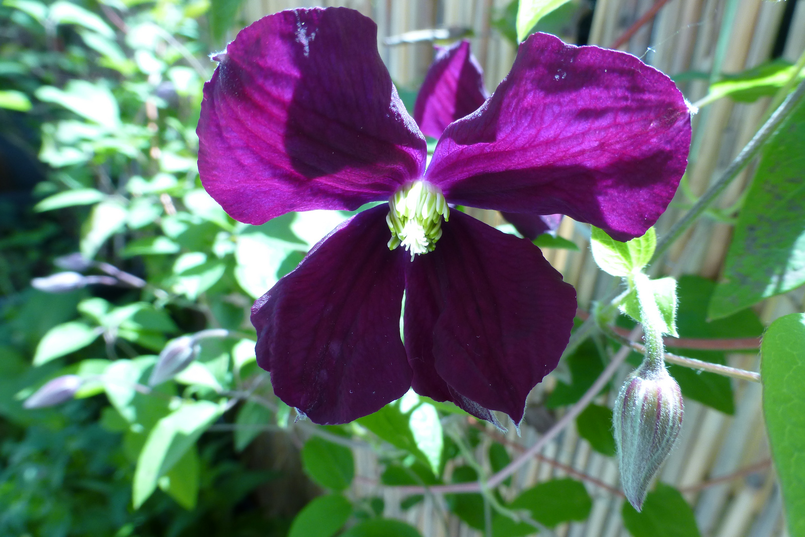 Clematis