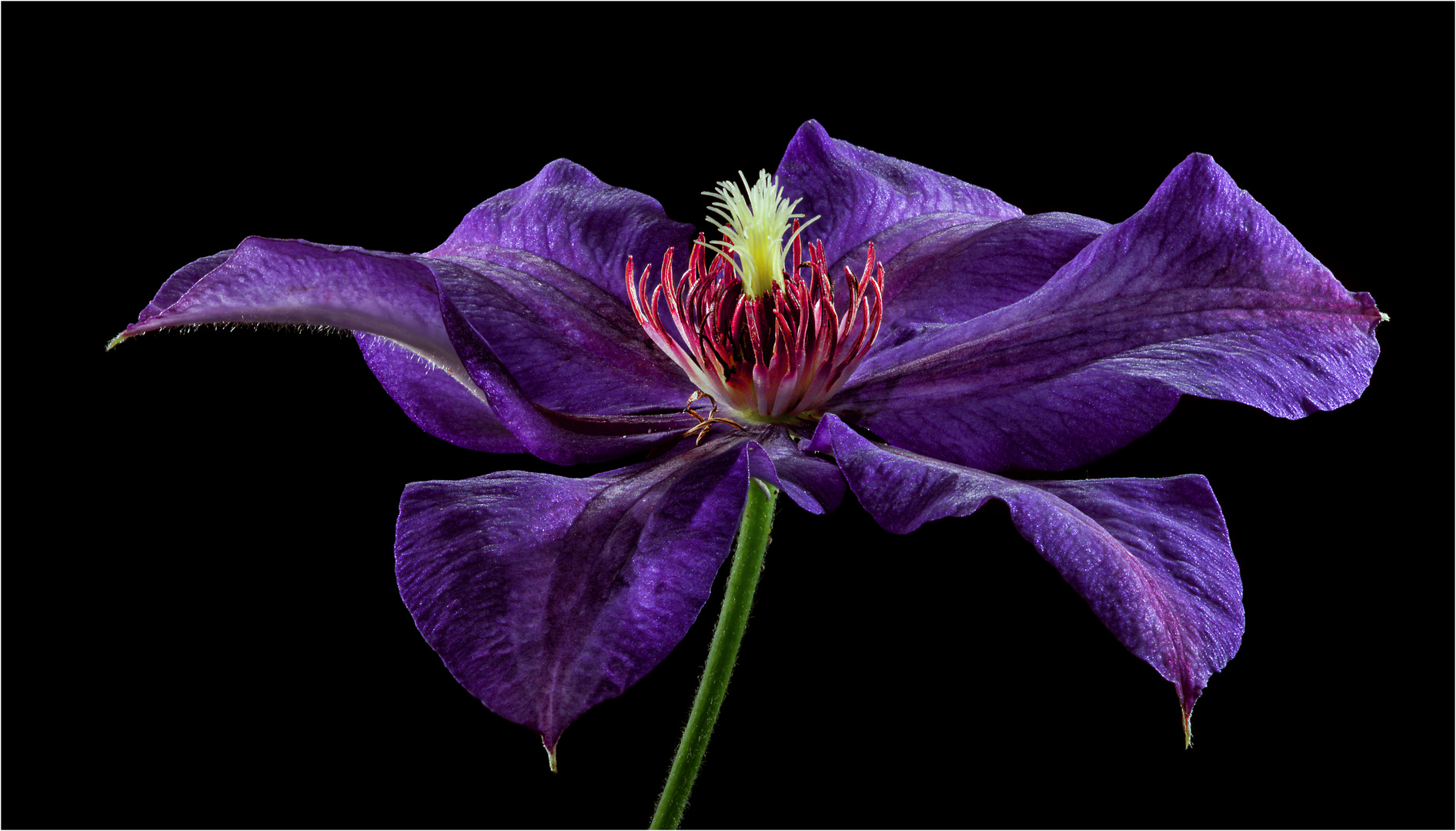 Clematis