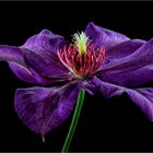 Clematis