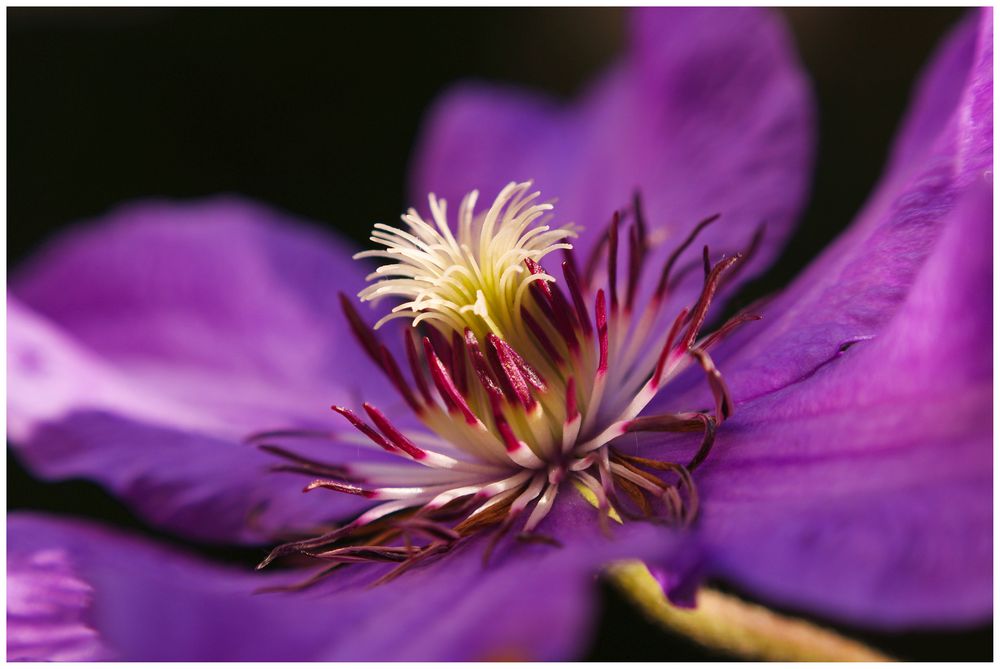 Clematis