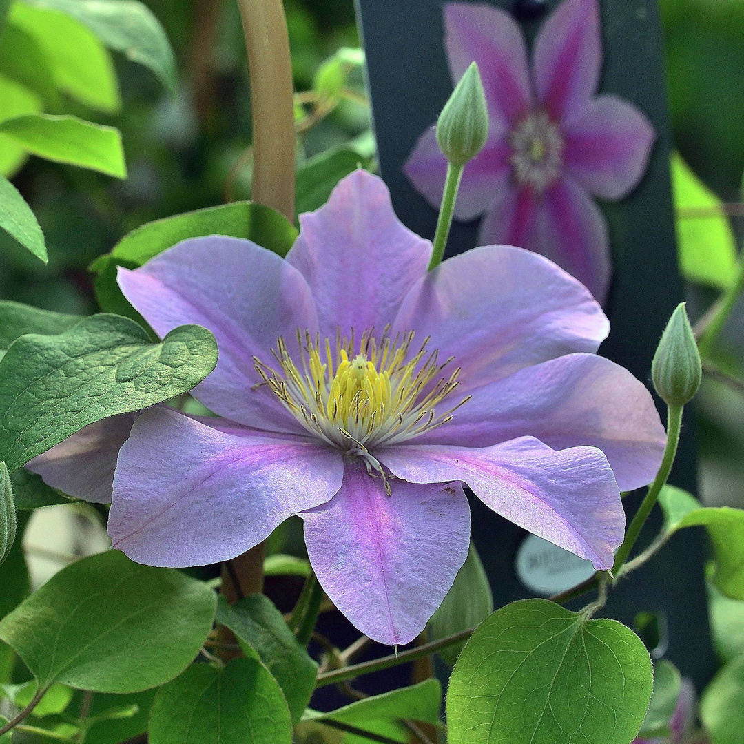 Clematis 