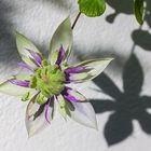 Clematis