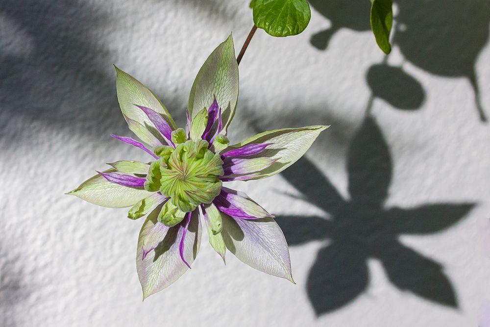 Clematis