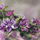 Clematis