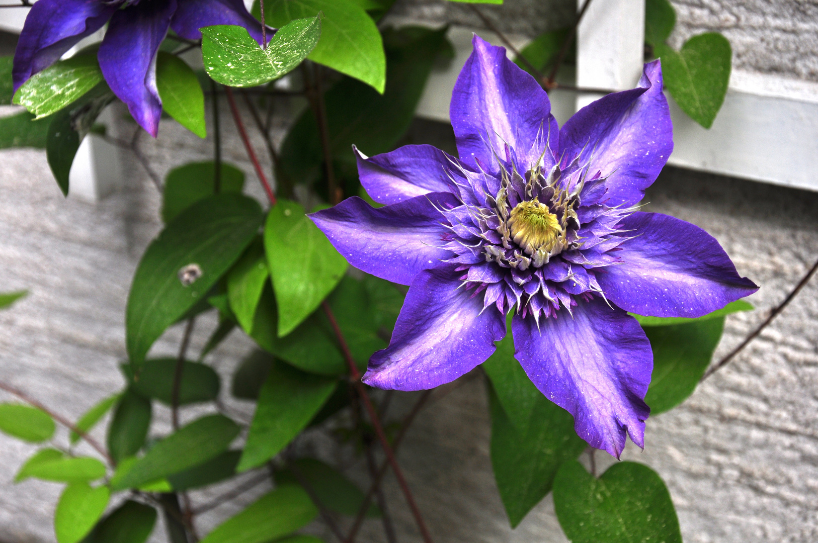 Clematis?