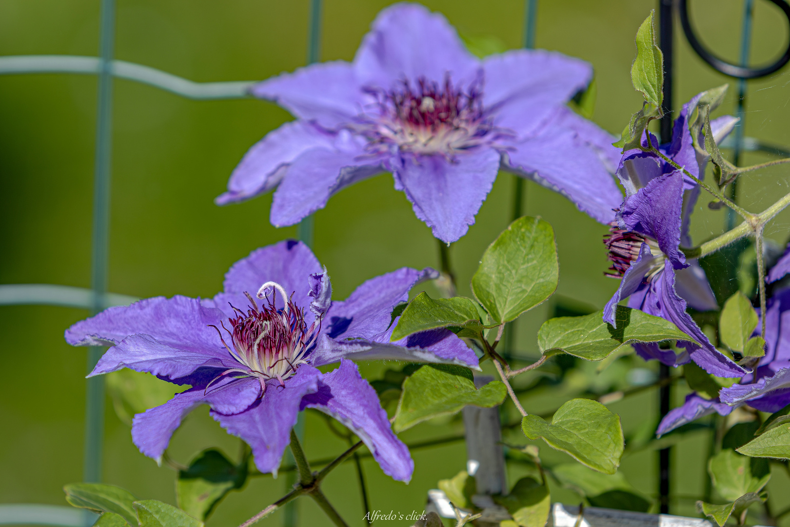 Clematis