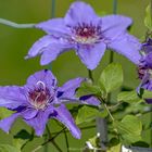 Clematis