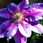 Clematis