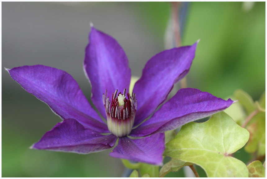 Clematis