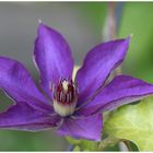 Clematis