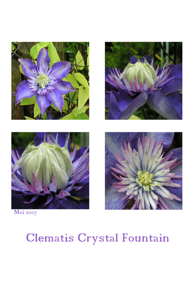 Clematis