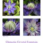 Clematis