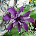 Clematis