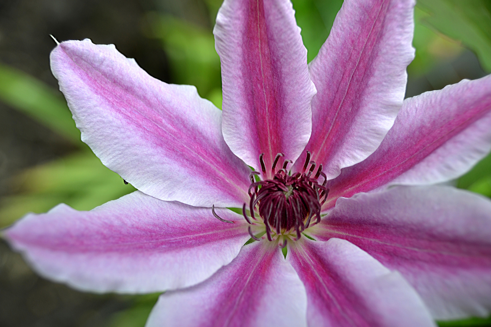 Clematis