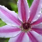 Clematis