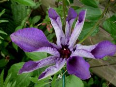 Clematis