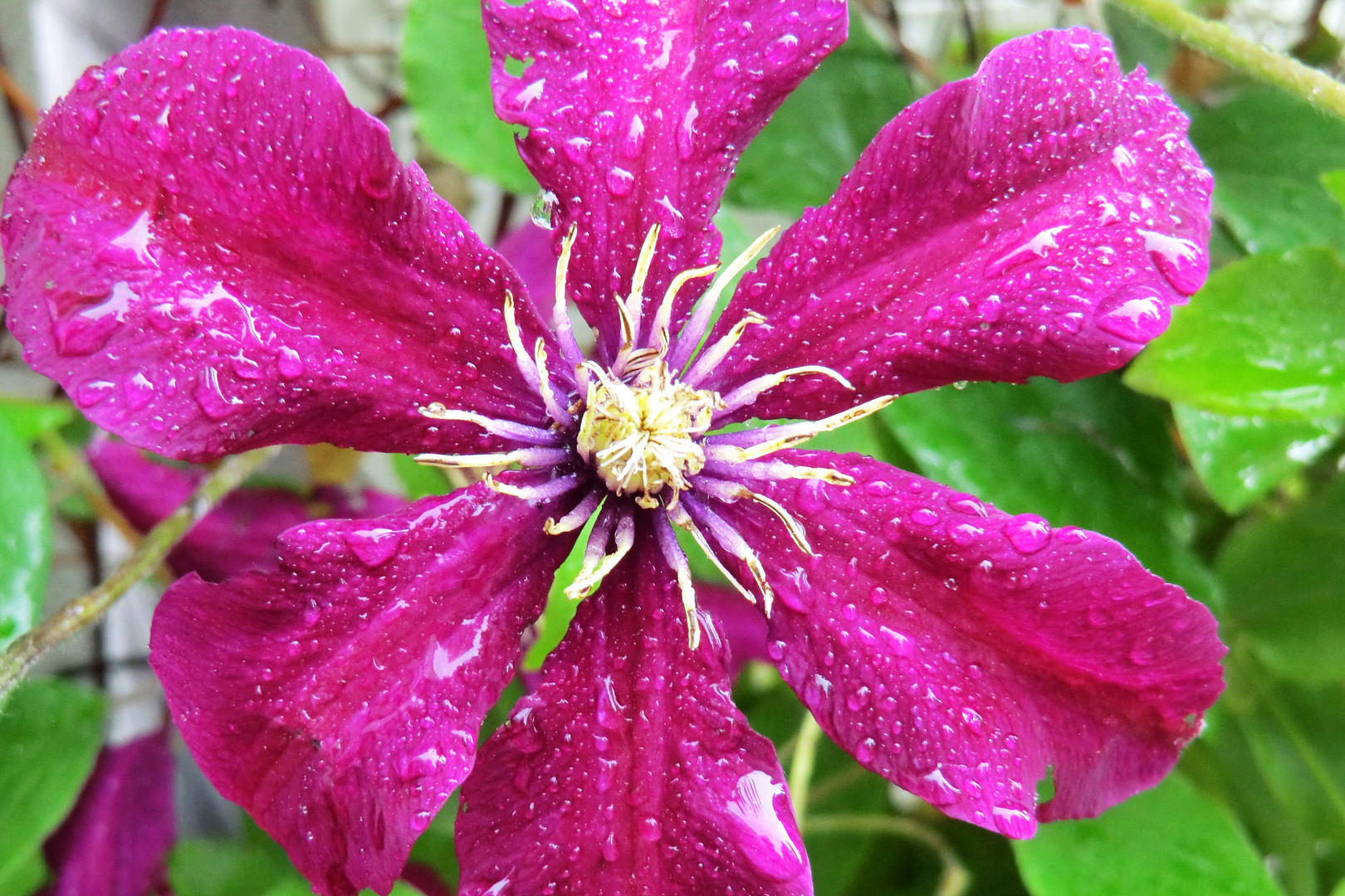 Clematis