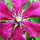 Clematis