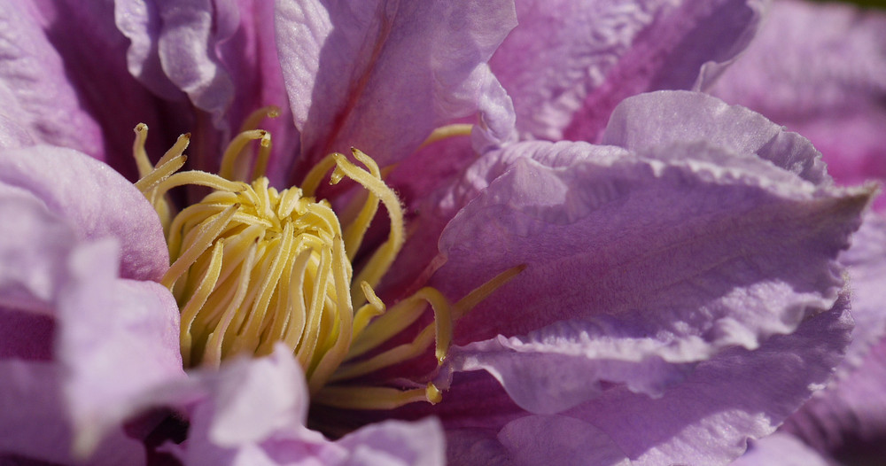 Clematis