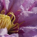 Clematis