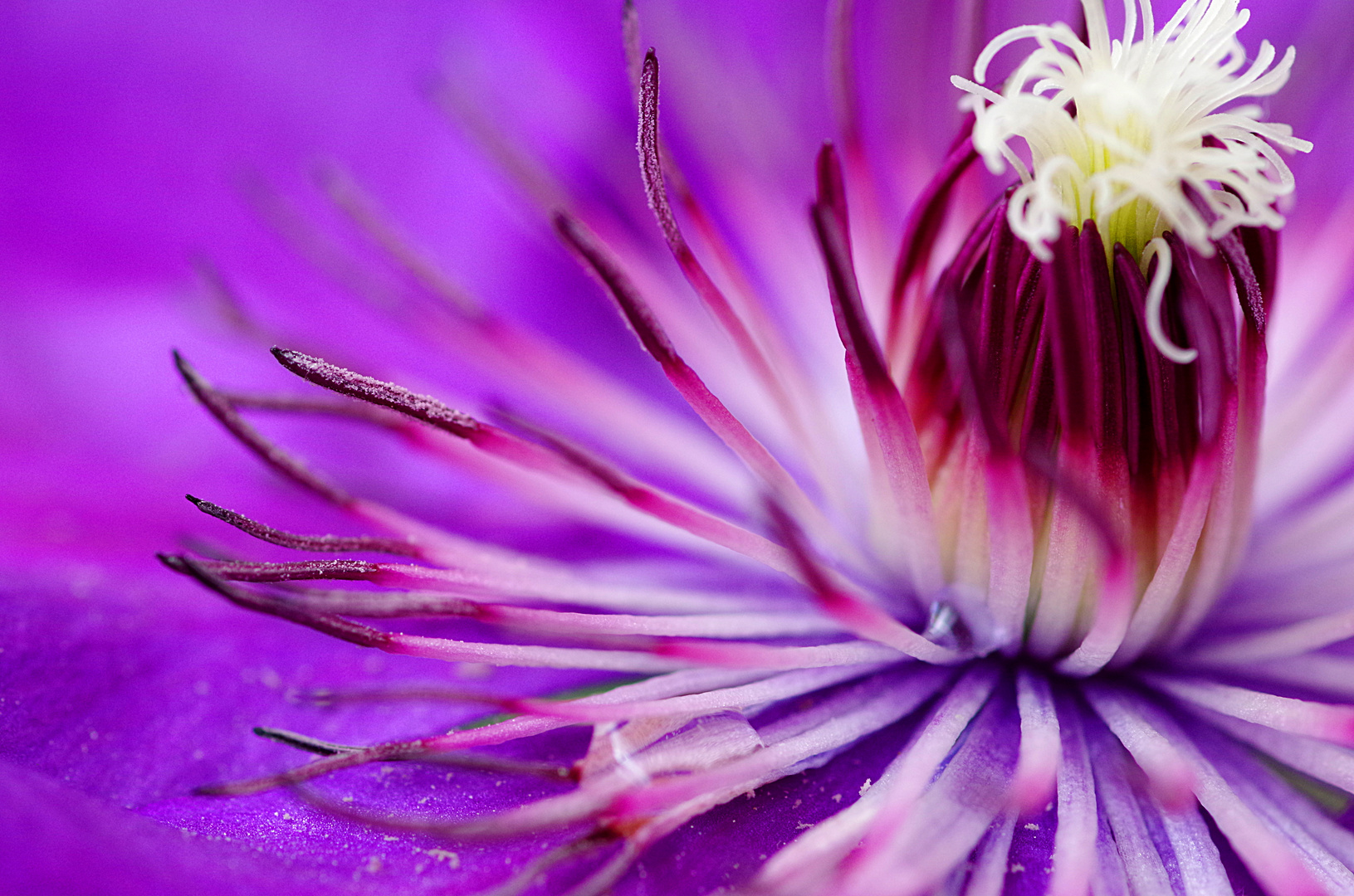 Clematis