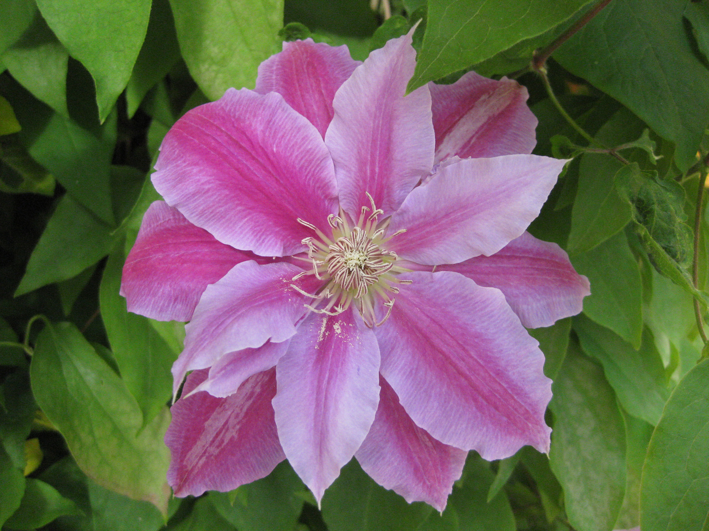 Clematis