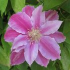 Clematis