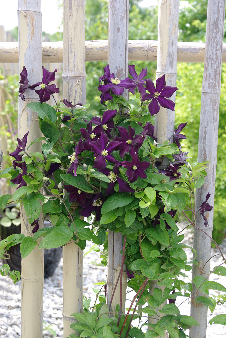 Clematis