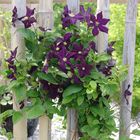 Clematis