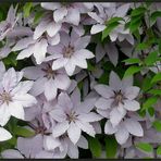 Clematis