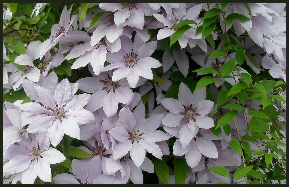 Clematis