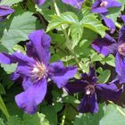 Clematis