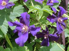 Clematis