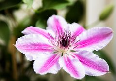 Clematis