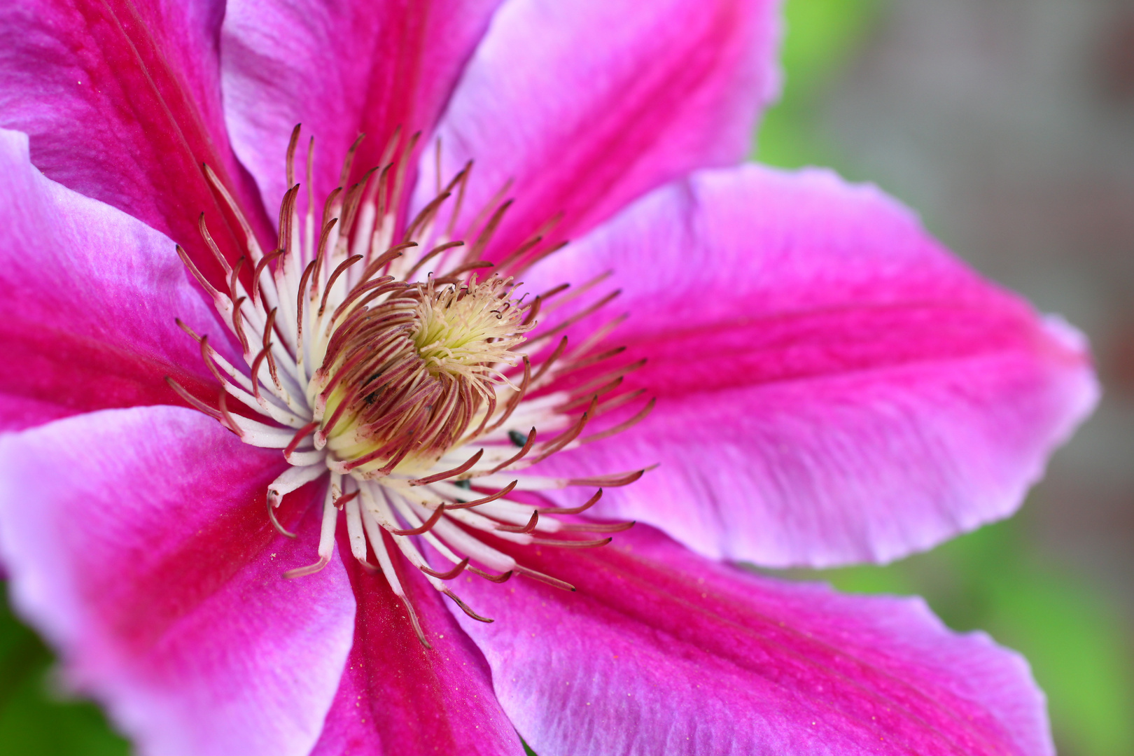 Clematis