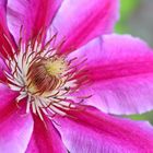 Clematis