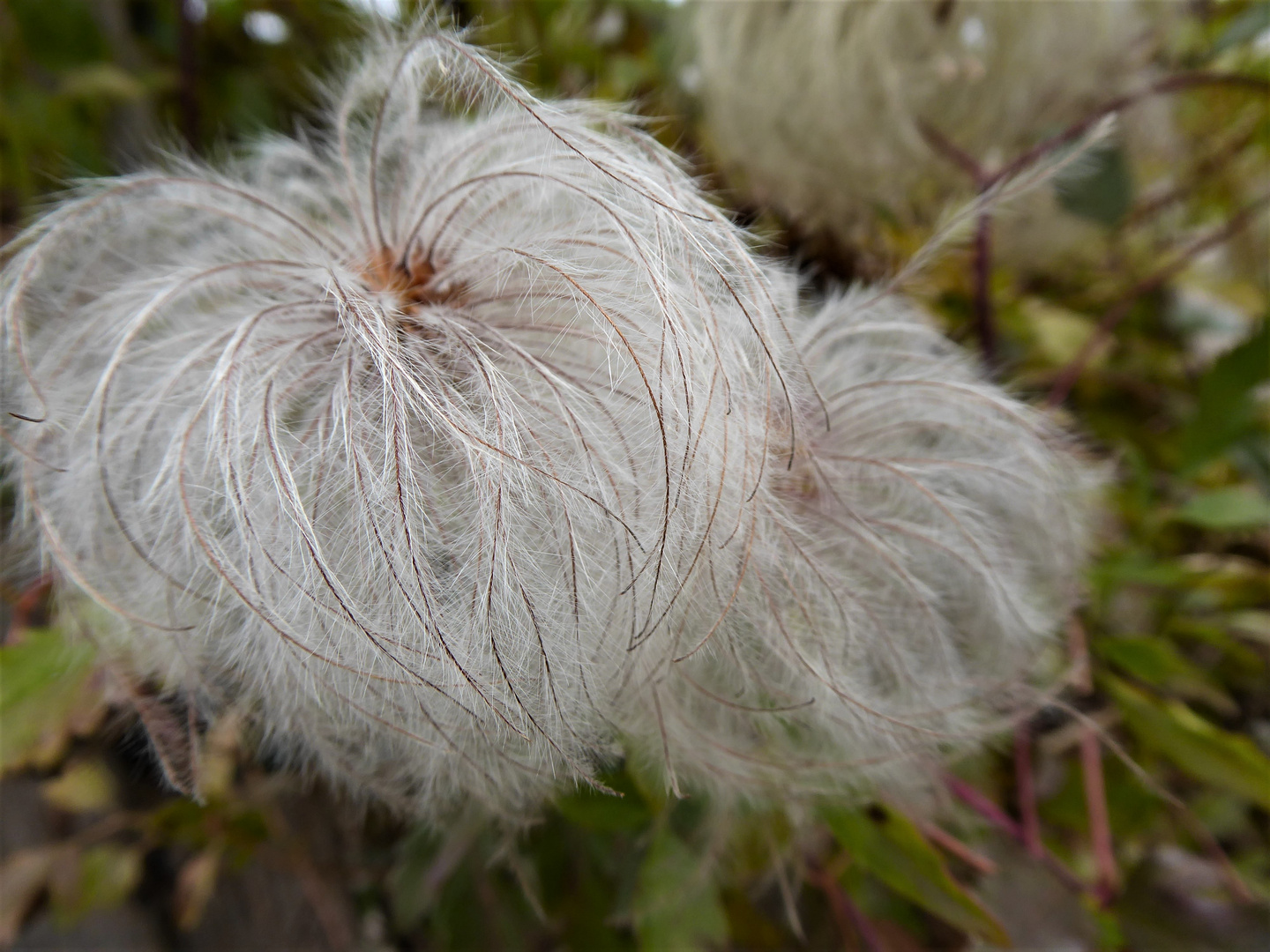 Clematis 2