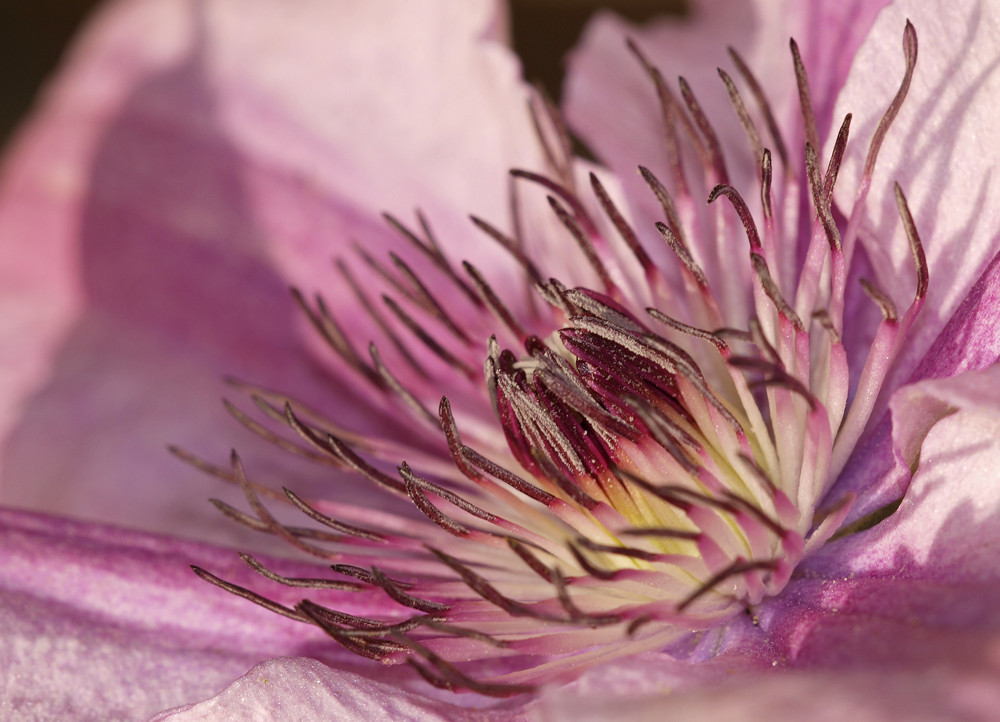 Clematis 2