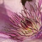 Clematis 2