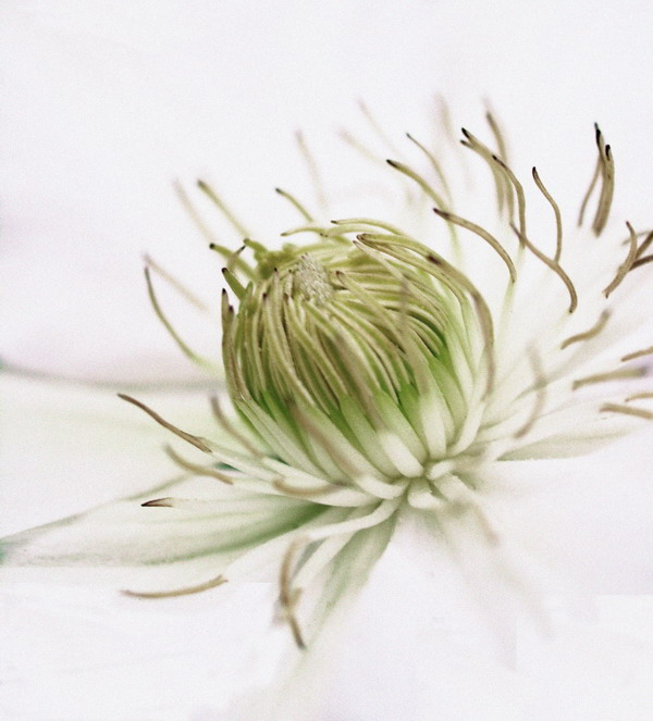 Clematis 2