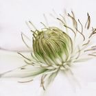 Clematis 2