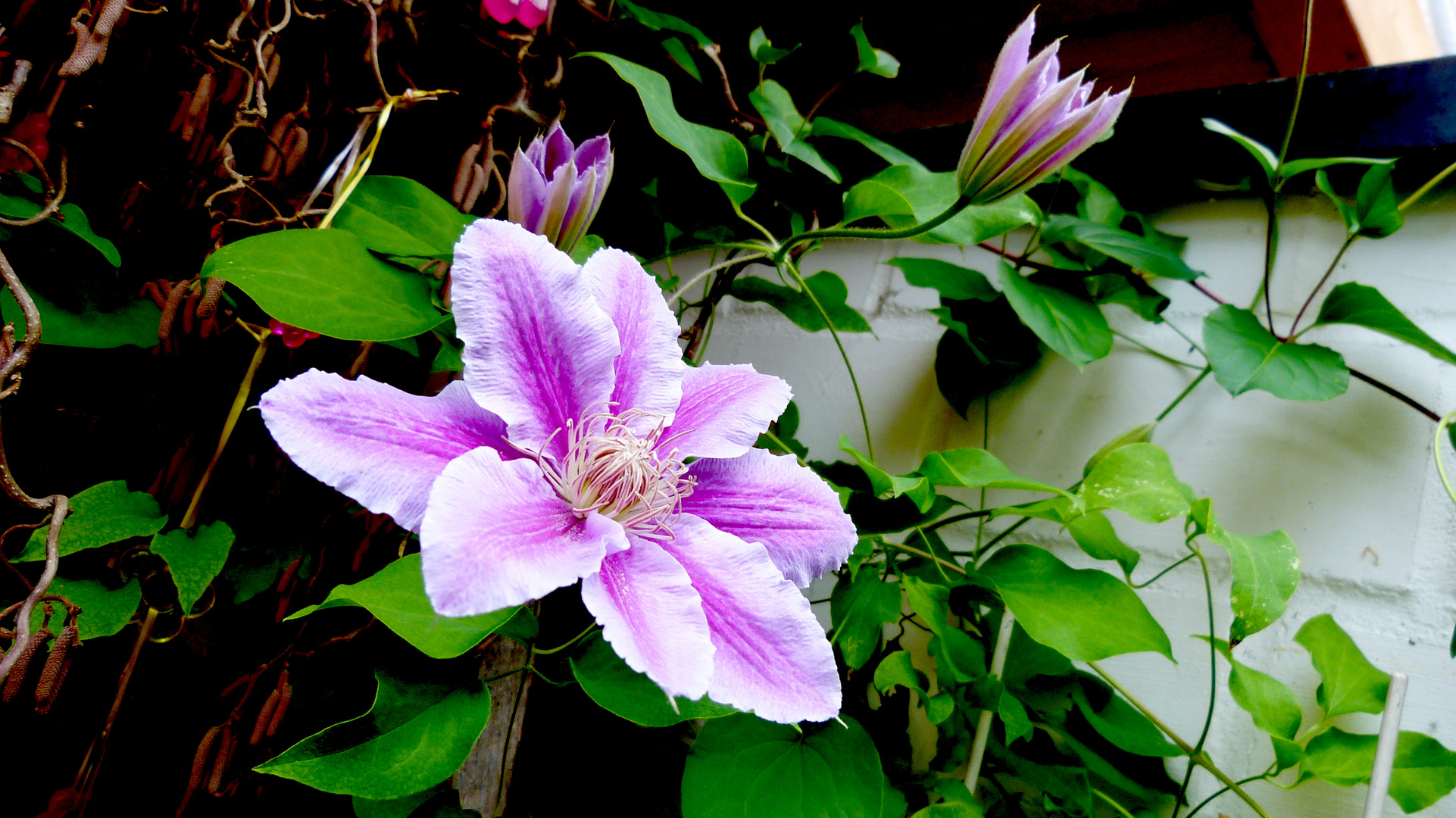 Clematis 2