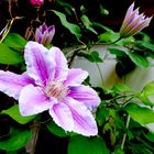 Clematis 2