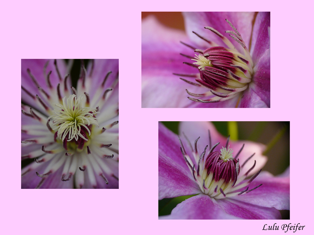 Clematis 2