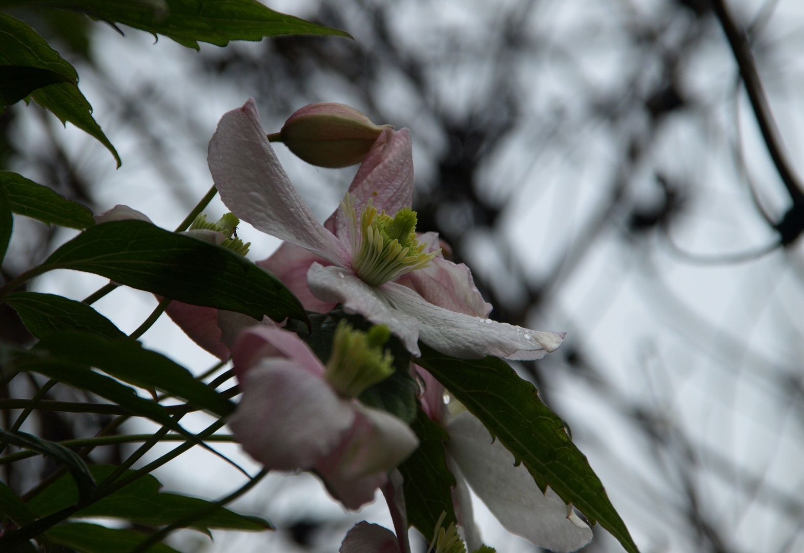 ...clematis (2)...